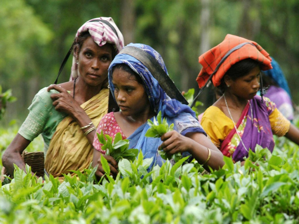 Лучшие сорта индийского чая: посадка и уход