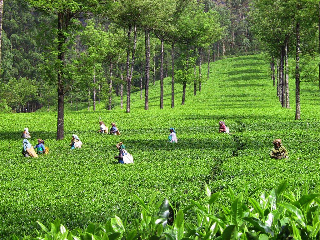Лучшие сорта индийского чая: посадка и уход