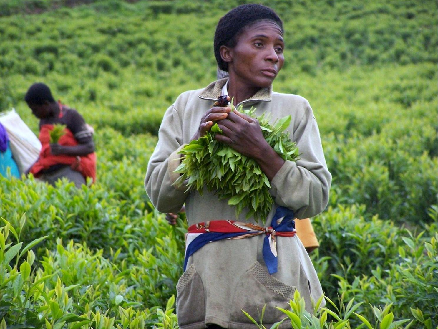 Занятие юар. Камерун сельское хозяйство. Плантации в Камеруне. Сельское хозяйство Африки. Чай в Африке.