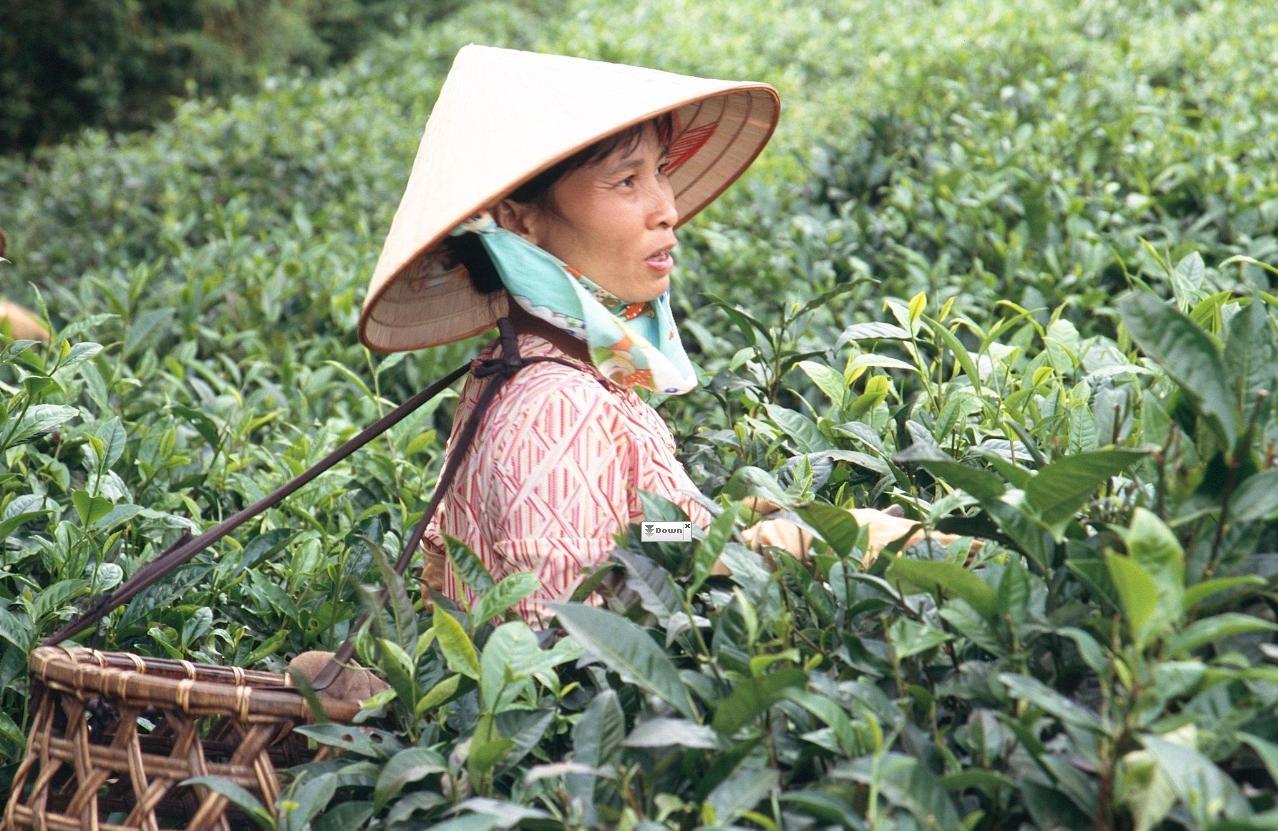 Сбор китайского чая. Чай Вьетнам плантации Вьетнам. Плантации чая во Вьетнаме. Родина Китай. Китай Родина чая.