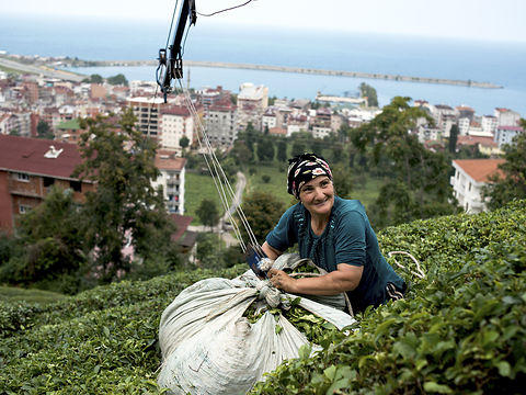 A woman harvesting on the tea plantation of Arde≈?en. Rize, Turkey