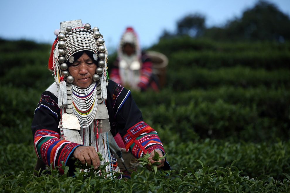 Harvesting Tea in Thailand