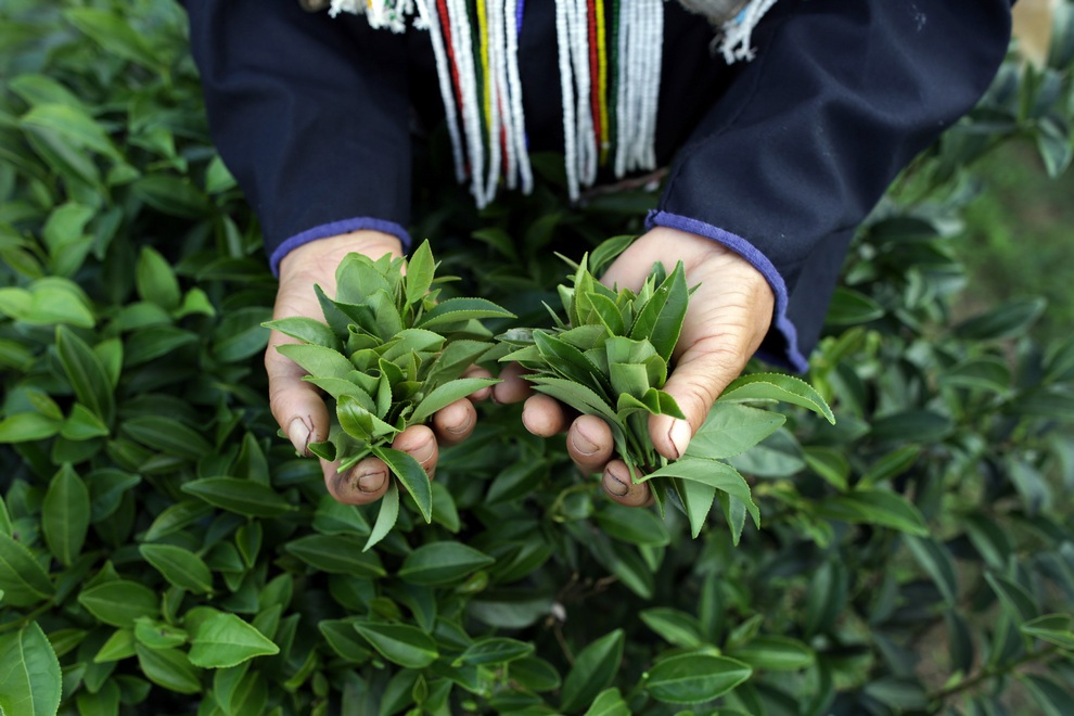 Harvesting Tea in Thailand