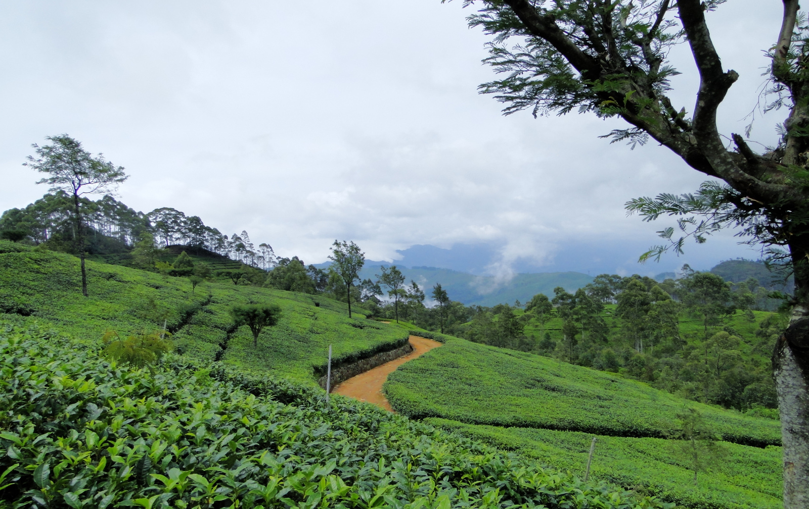 Шри ланка специализация. Шри Ланка чайные плантации. Чайные плантации Цейлона. Остров Цейлон климат. Горы чайные плантации Шри Ланка.