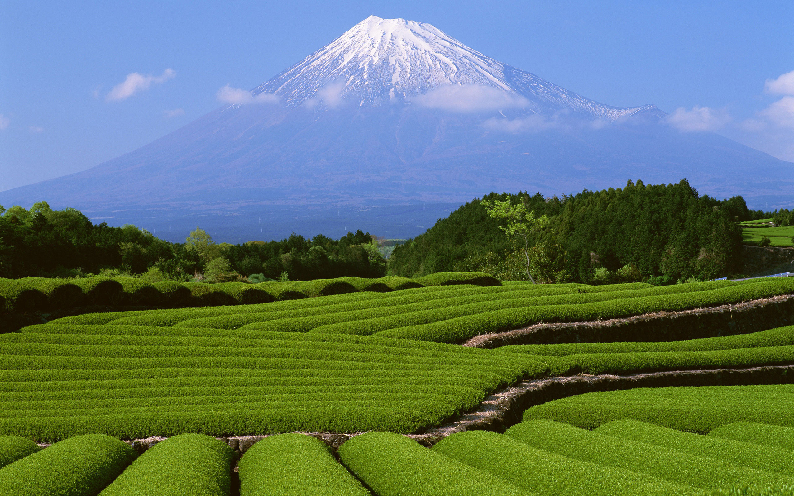 Природный потенциал японии. Чайные плантации в Японии. Юньнань чайные плантации. Префектура Сидзуока чайная плантация. Чайные плантации Японии на Фудзияме.