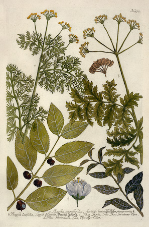 berries, deadly carrot, leaves, thea: tea, Weinmann